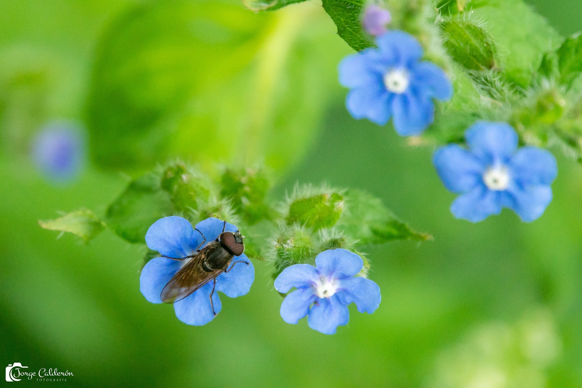insectos